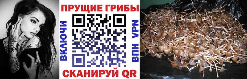 Купить где  Правдинск  Псилоцибиновые грибы Psilocybe 